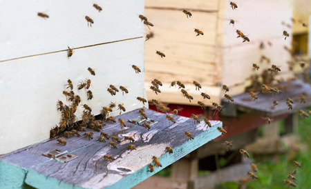 Hives of bees in the apiary.
