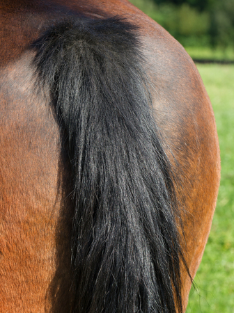 Back of horse with tail.の写真素材