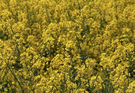 Blooming rapeseed field in a spring.の写真素材