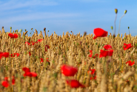 Red poppiees in yellow wheat field.の写真素材
