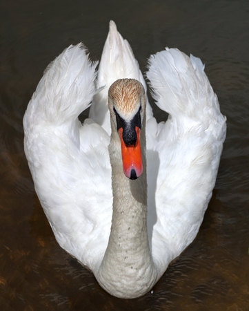 White swan at lake.の写真素材