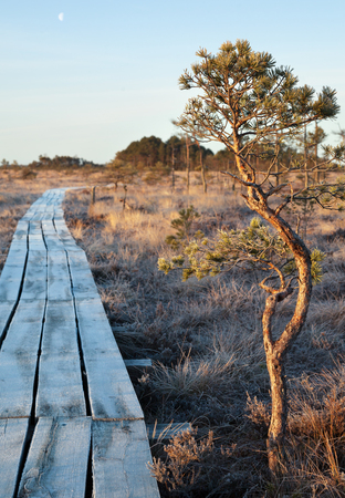 Hunchbacked old alone tree is growing at the wooden path in a bog.の写真素材