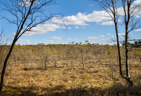 Small trees and poor grass on swamp.
