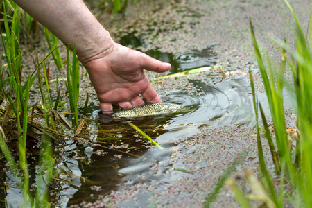 Man release an alive fish to the lake with algae.の写真素材