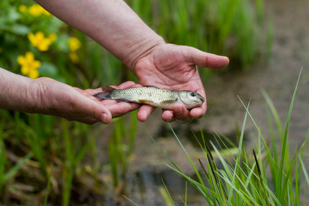 Man release an alive fish to the lake with algae.