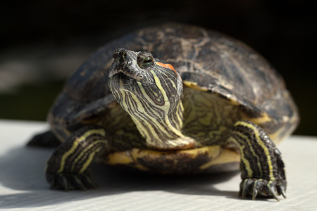 Big turtle on the grey surface.の写真素材