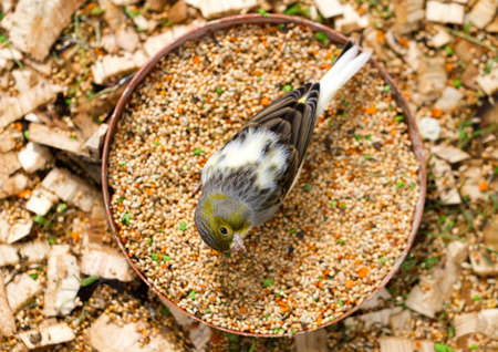 Hungry bird eating from garden bird-feeder.の写真素材