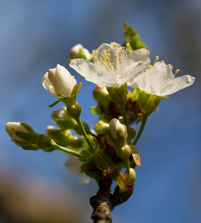 Blossom of cherry tree in orchard.の写真素材