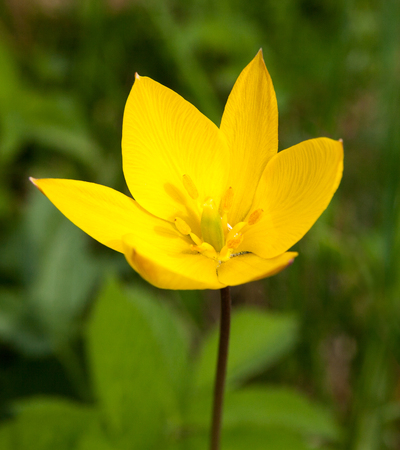 Wild yellow tulip is growing.