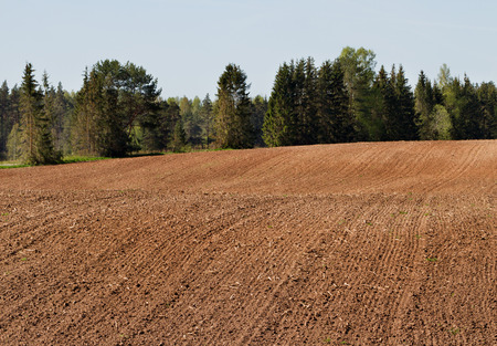 Natural plowed field without a weed.の写真素材