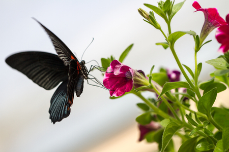 Butterfly in tropical house on a flower.の写真素材