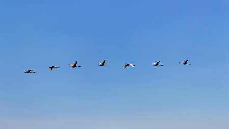 Flock of swan flying in blue sky.の写真素材