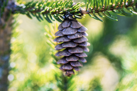 Fir cone on the growing tree.の写真素材