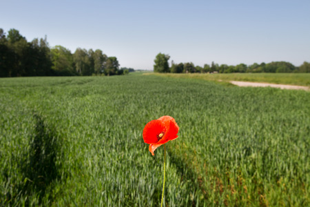 Red poppy on green cereal field in summer.の写真素材
