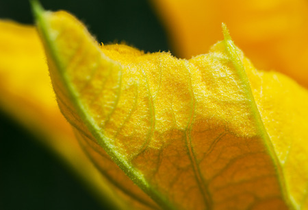 Big yellow flower of vegetable marrow, Ñourgette.の写真素材