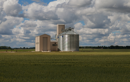 Drying up and temporary storage of grain.の写真素材