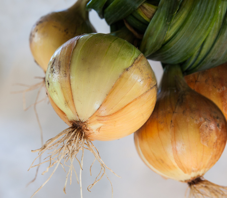 Freshly picked onion dries in a shed.の写真素材