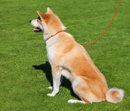 Purebred hokkaido on a lawn.の写真素材