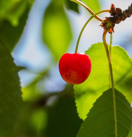 Red juicy cherries in garden on tree.