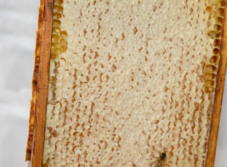 Frame of honey with bees.