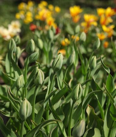 Landscape with colorful flowers tulips.の写真素材