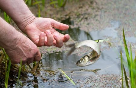 Man release an alive fish to the lake with algae.