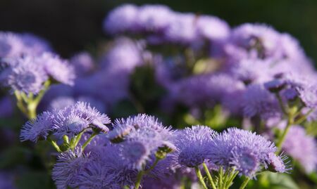 Blue flowers are bluming in a garden.