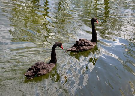 Two black swans on water surface.の写真素材