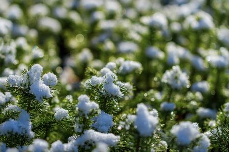 Young fir tree seedlings under snow in a spring time.