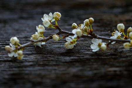 Twig of cherry plum on rough surface.の写真素材