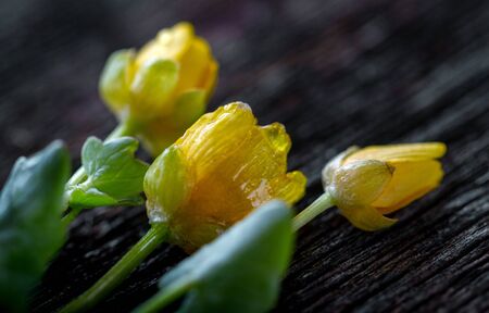 Frostbite yellow flowers on a rough surface.の写真素材
