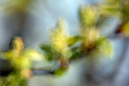 Abstract defocused branch with new leaves.の写真素材