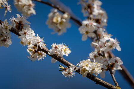 Twigs of blooming tree in a spring time.