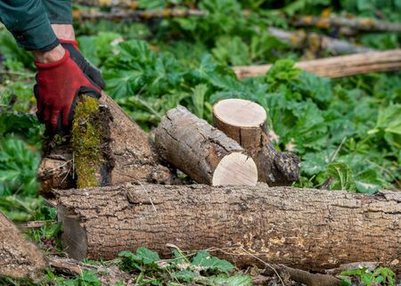 Man works by chainsaw in forest.