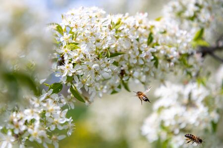 View to white bush with honey bees.の写真素材