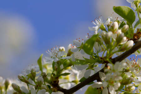View to flowering white bush.