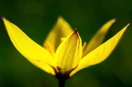 Blooms yellow tulip on a field in a spring time.