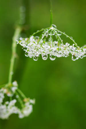Blooming yarrow on a field with raindrops.の写真素材