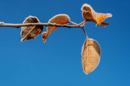 Last leaves of apple tree in a first frost.の写真素材
