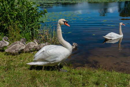 Family of swan on a lake.の写真素材