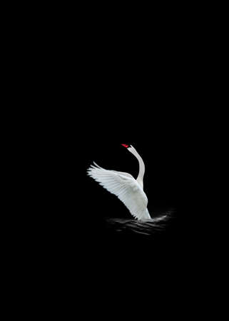 View to the white swan isolated on black surface.の写真素材