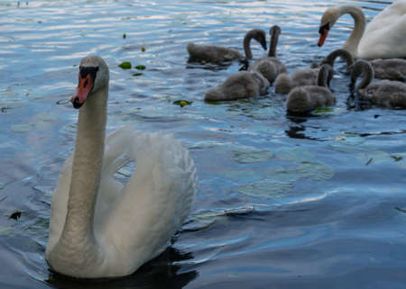 Family of swan on a lake.の写真素材