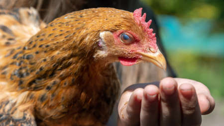 Girl is feeding brown hen.