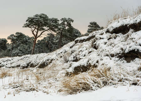 Pine trees on a coast of Baltic sea in a winter.の写真素材