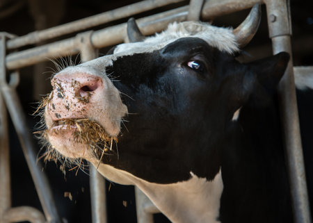 Milk cow on a farm.