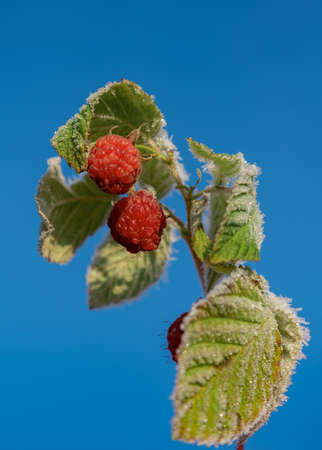 Branch of raspberries bush in a first frost.