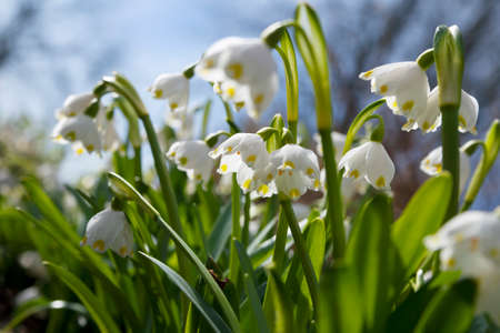 Growing snowdrops on a flower bed.の写真素材