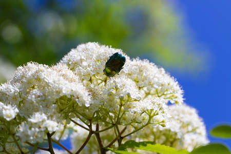 Maybug on blooming mountain ash.の写真素材