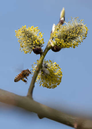 Natural bee on twig of willow tree.