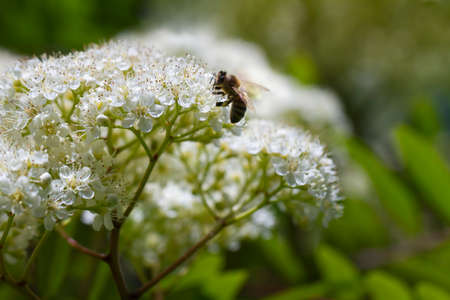 Honey bee on blooming mountain ash.の写真素材